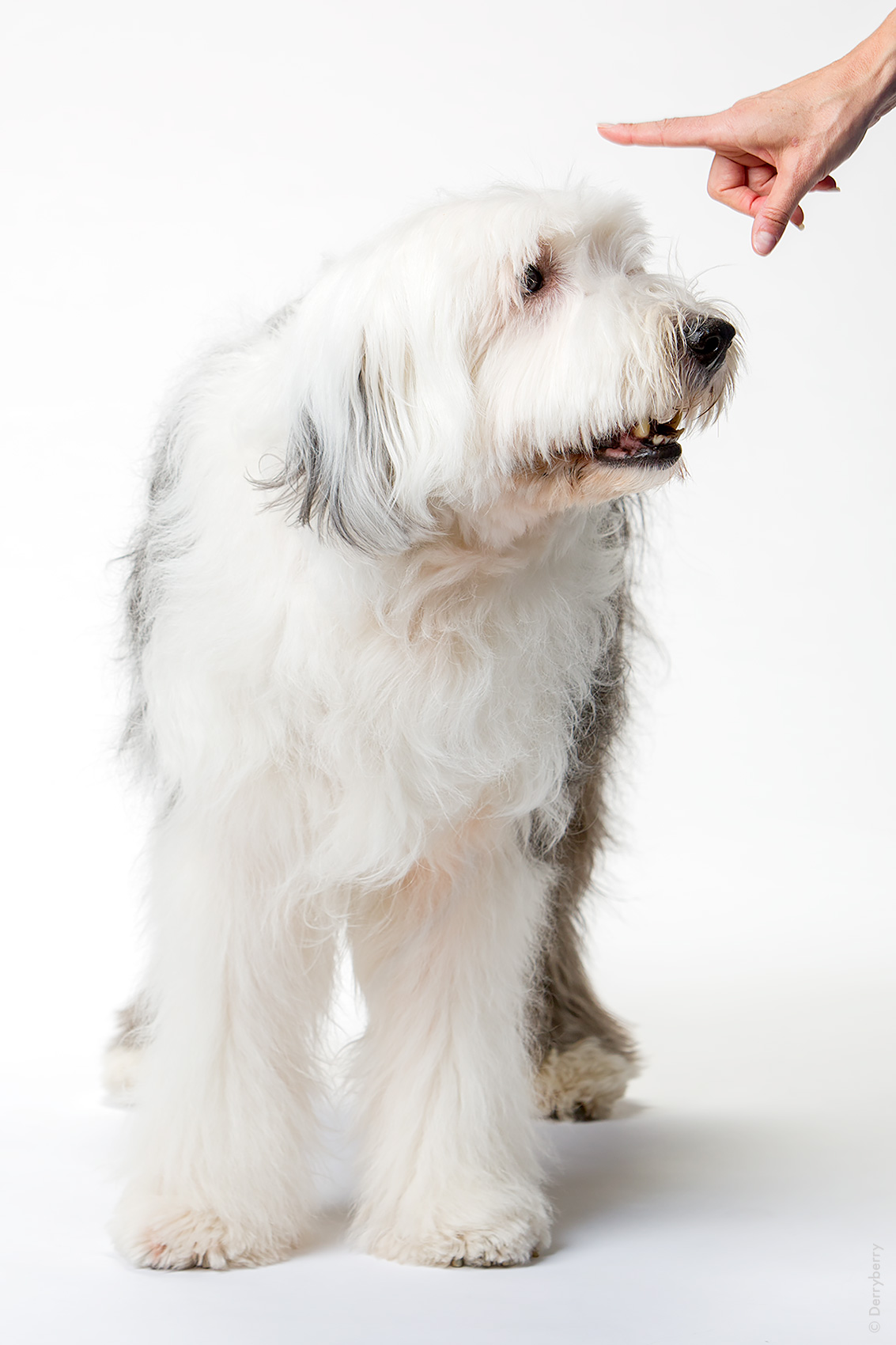 Portrait of an English sheep dog in the studio being told to stay  in Dallas, Texas by photographer John Derryberry Photography