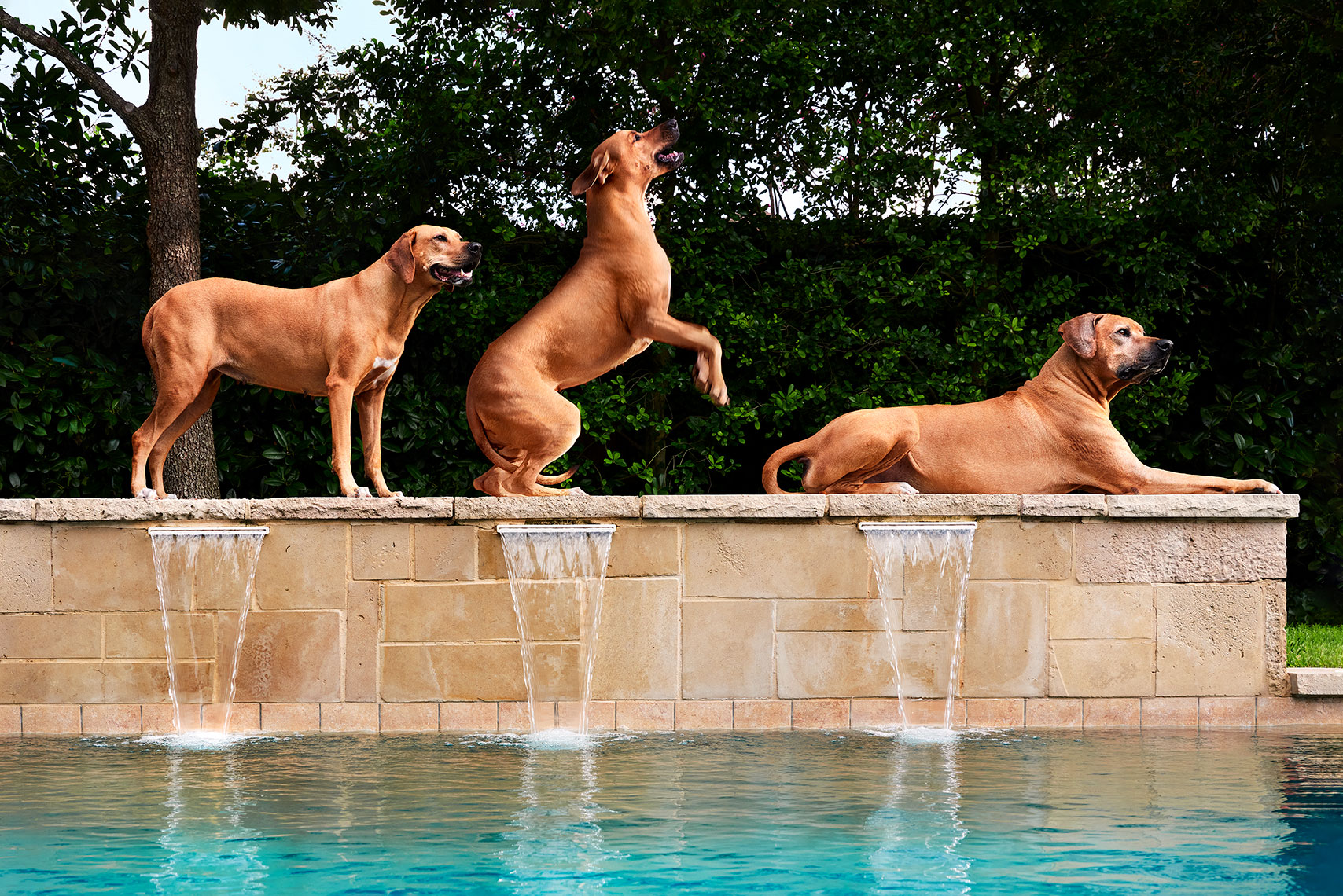 Three Rhodisian Ridgeback Dogs by a pool by John Derryberry Photography
