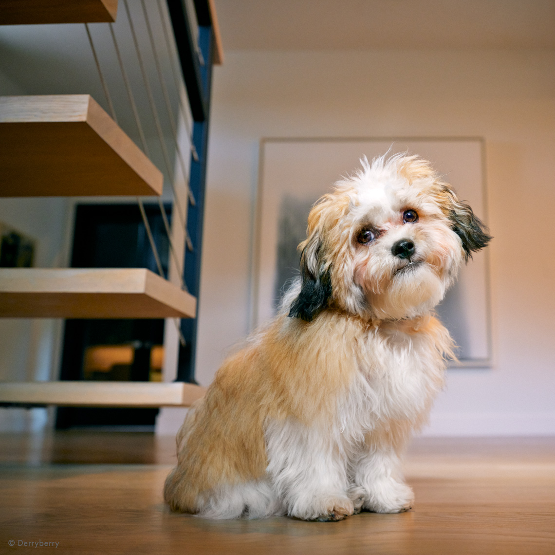 Small tan cute dog seated on floor next to staircase with head tilted and inquisitive look on face