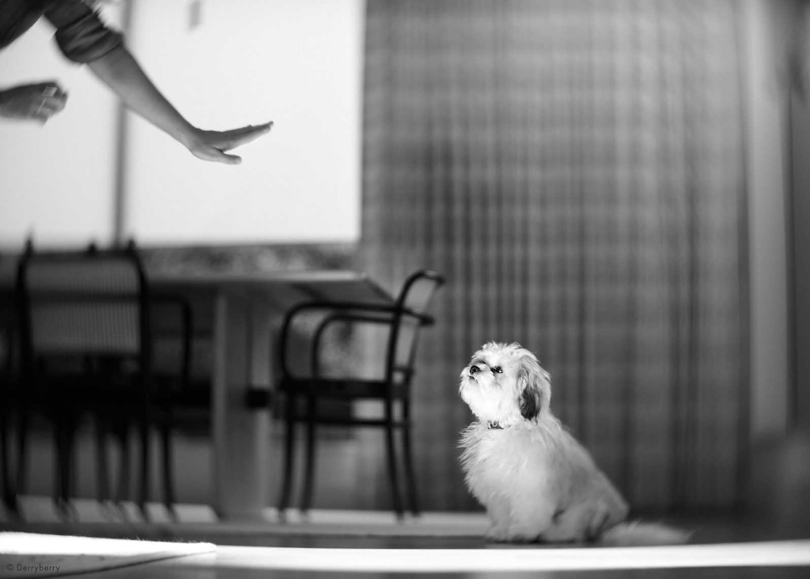 Humorous b&w photograph of dog seated on dining room floor and looking at owners hand command