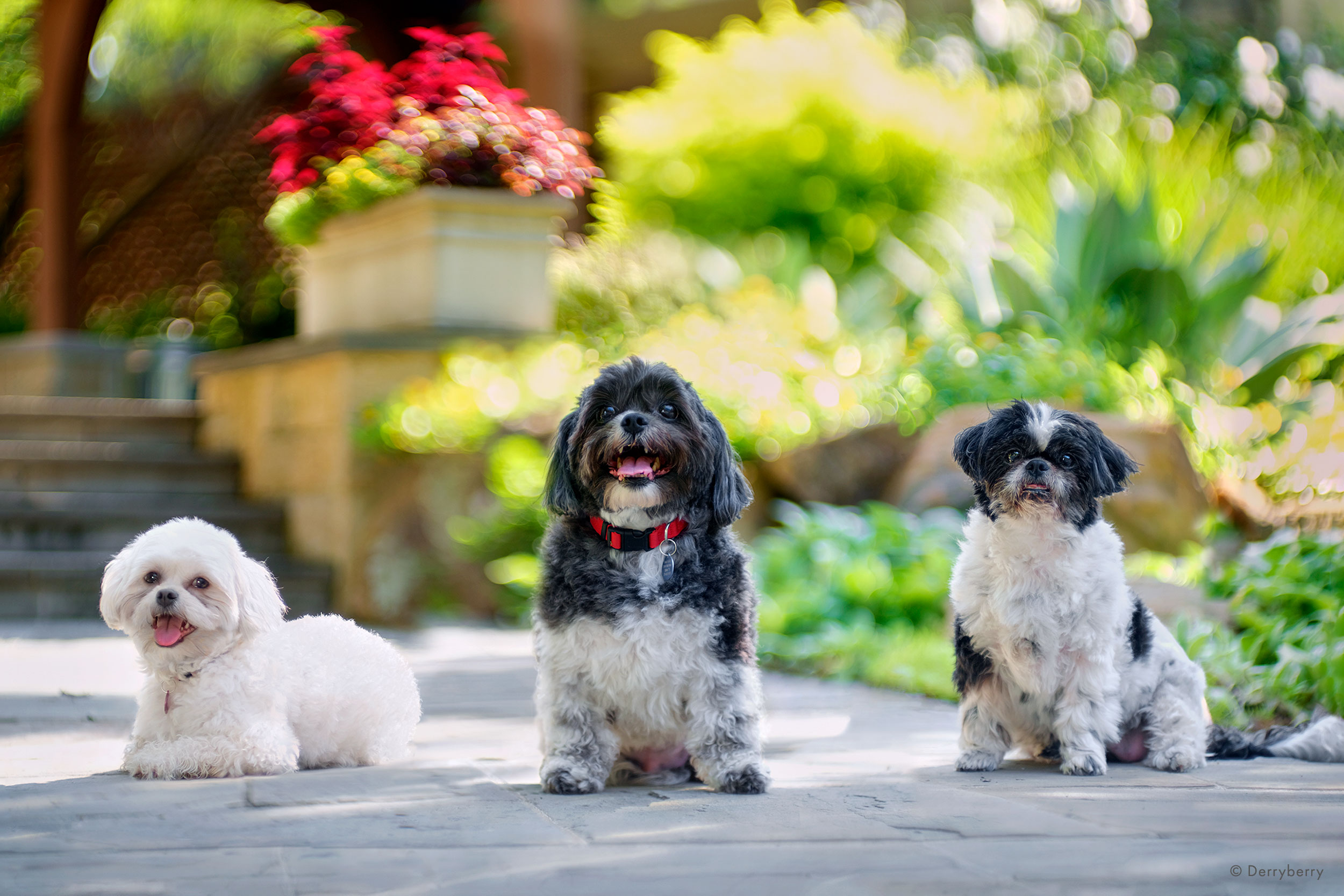 Three happy dogs surrounded by a lush green garden and beautiful red flowers