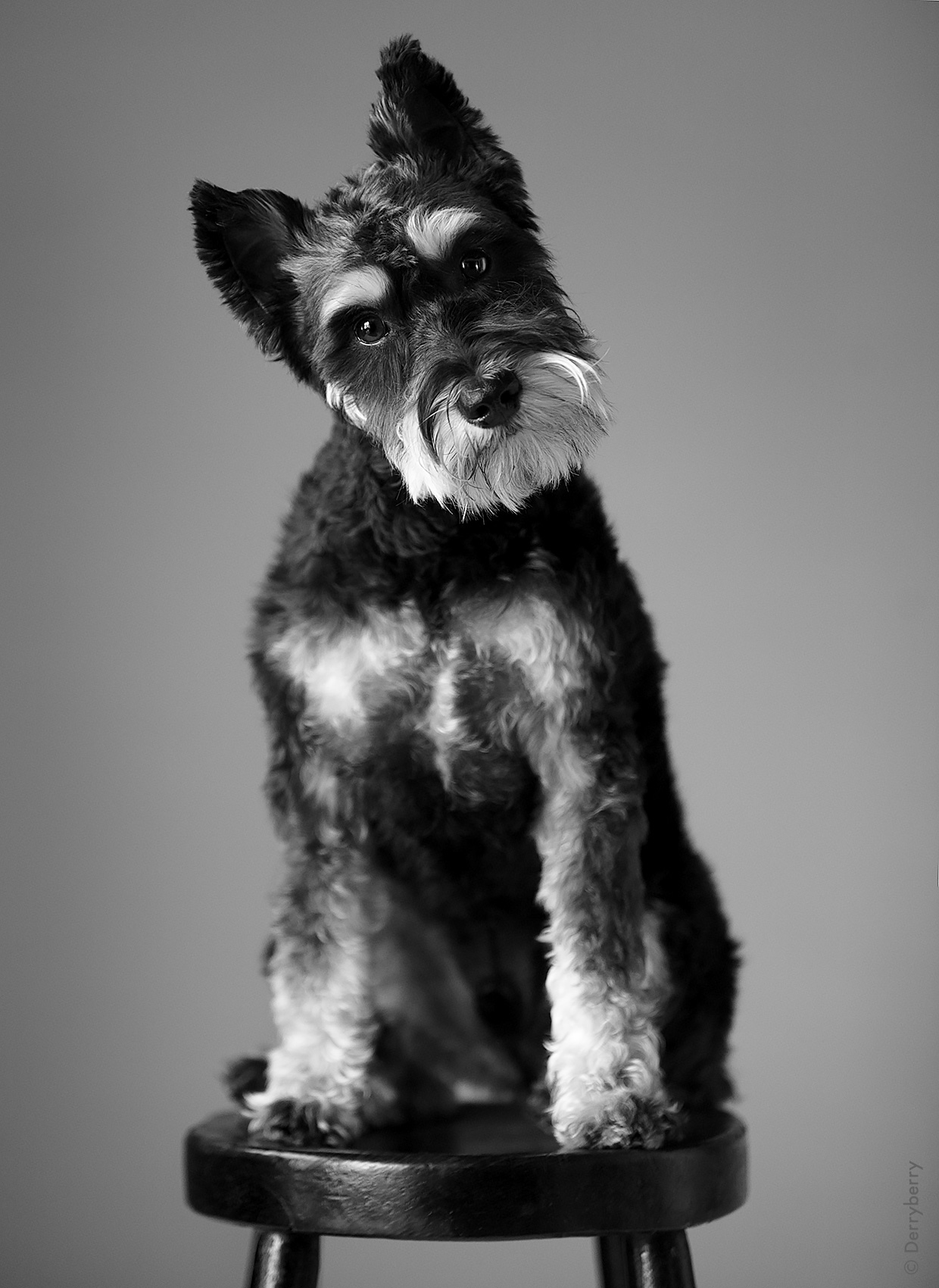 Pet