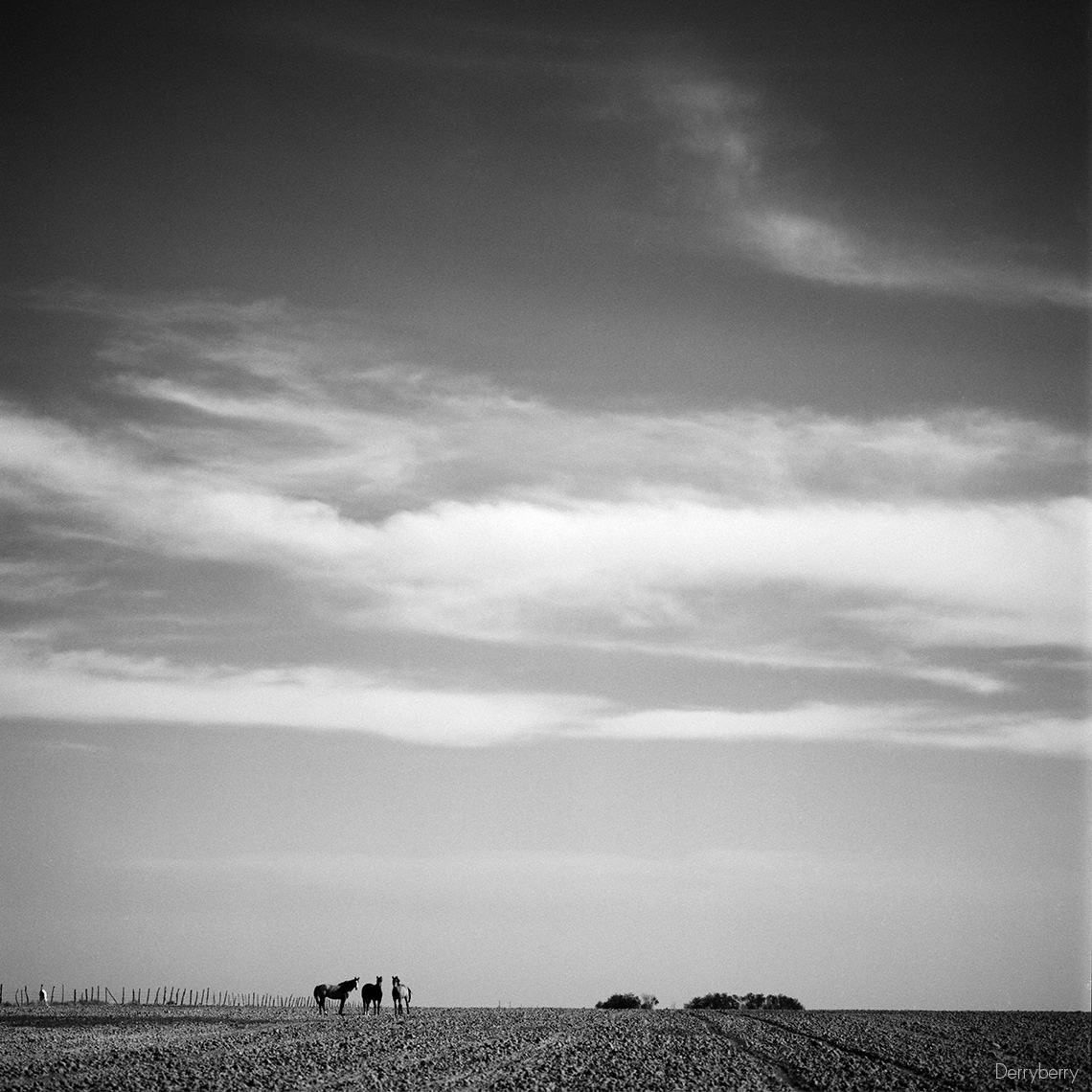 Horses2002502-802-6rt2