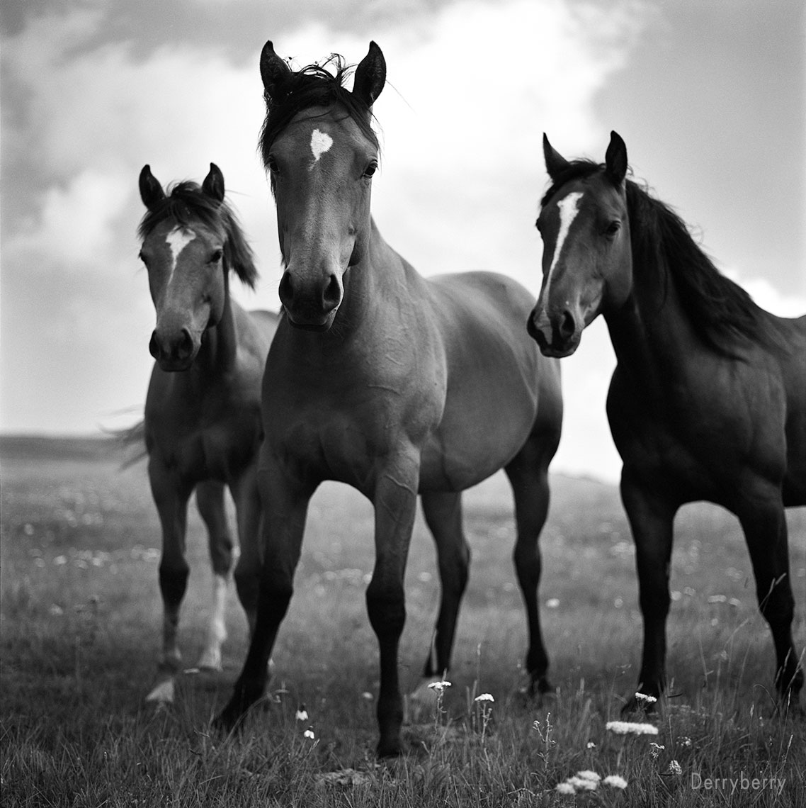 Horses99217-739-12rt1
