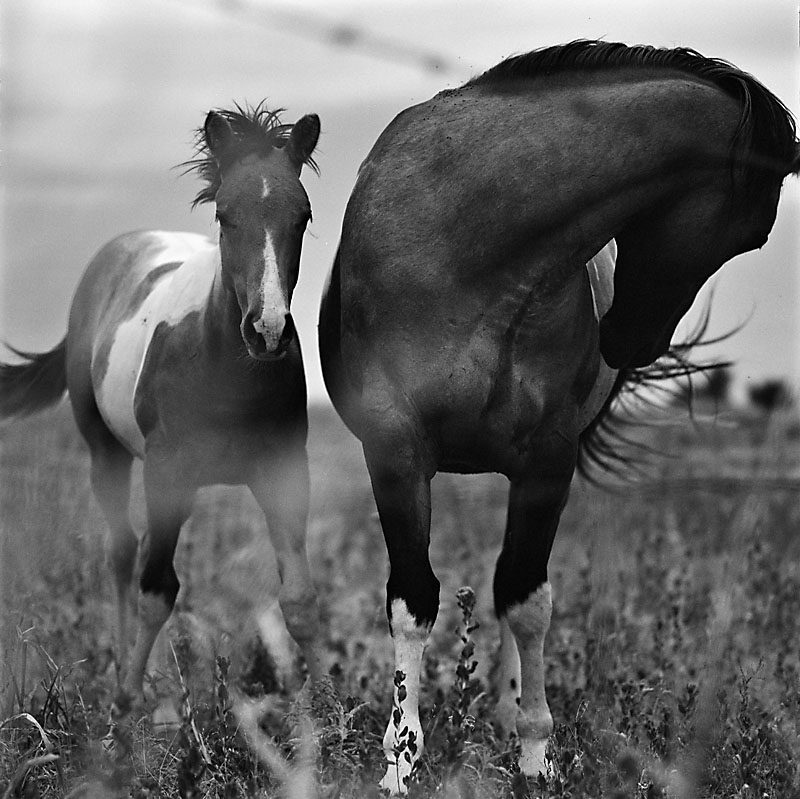 horses2002502-131-8